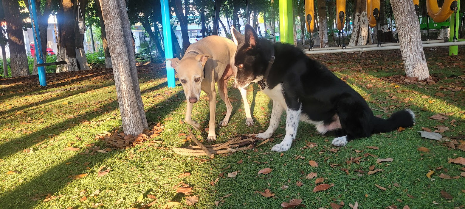 Bruno being playful