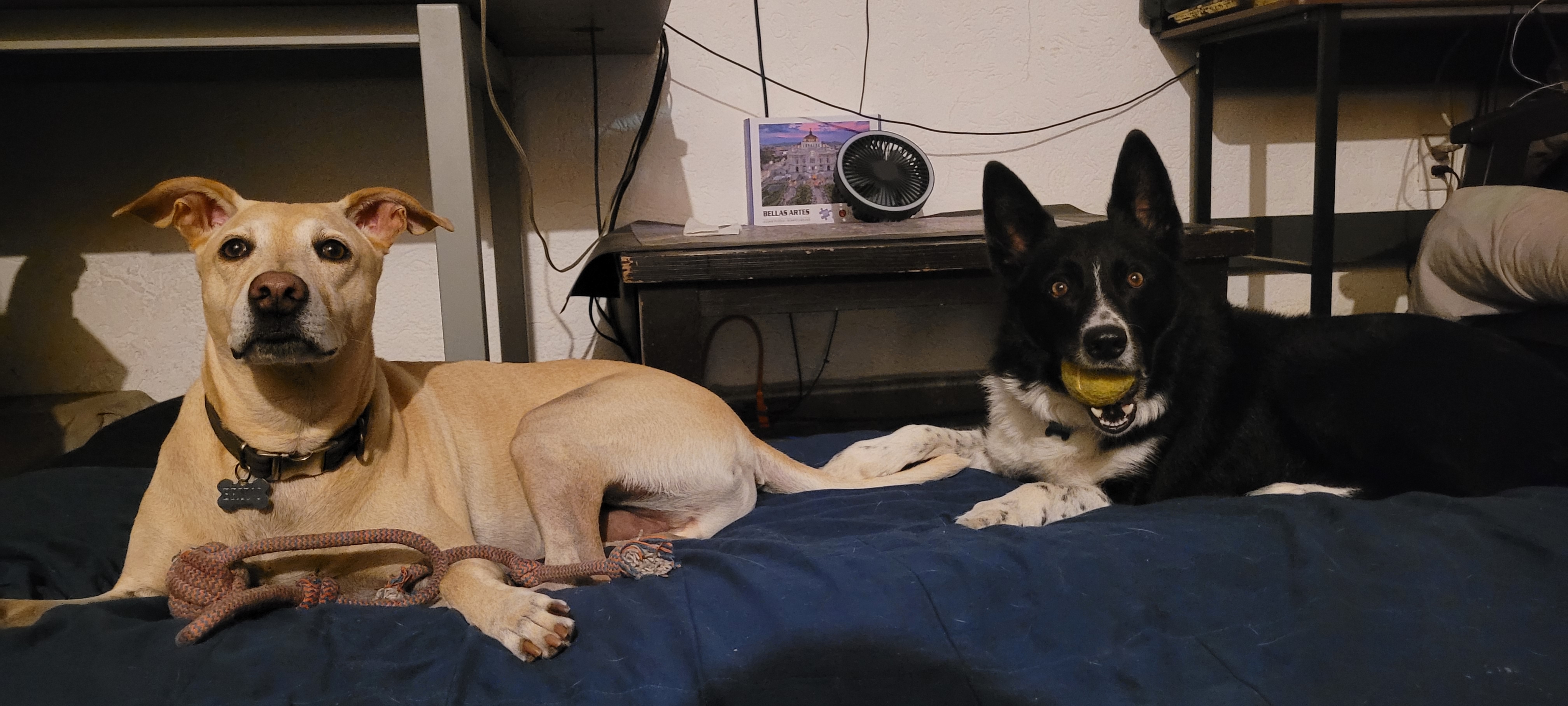 Bruno and Tatum together