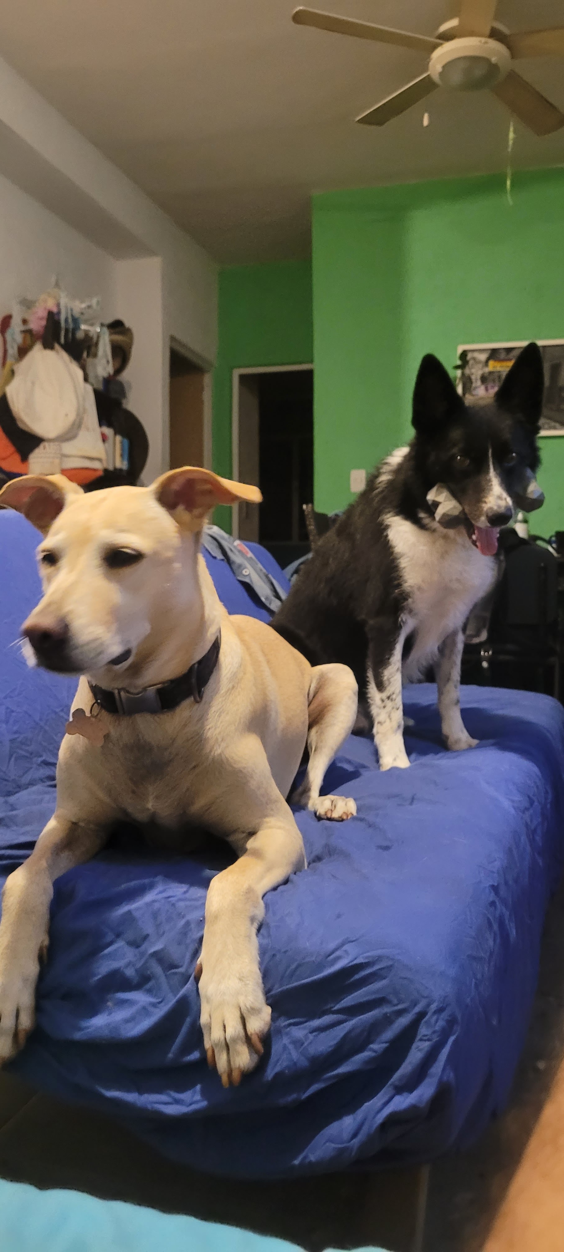 Bruno and Tatum recent