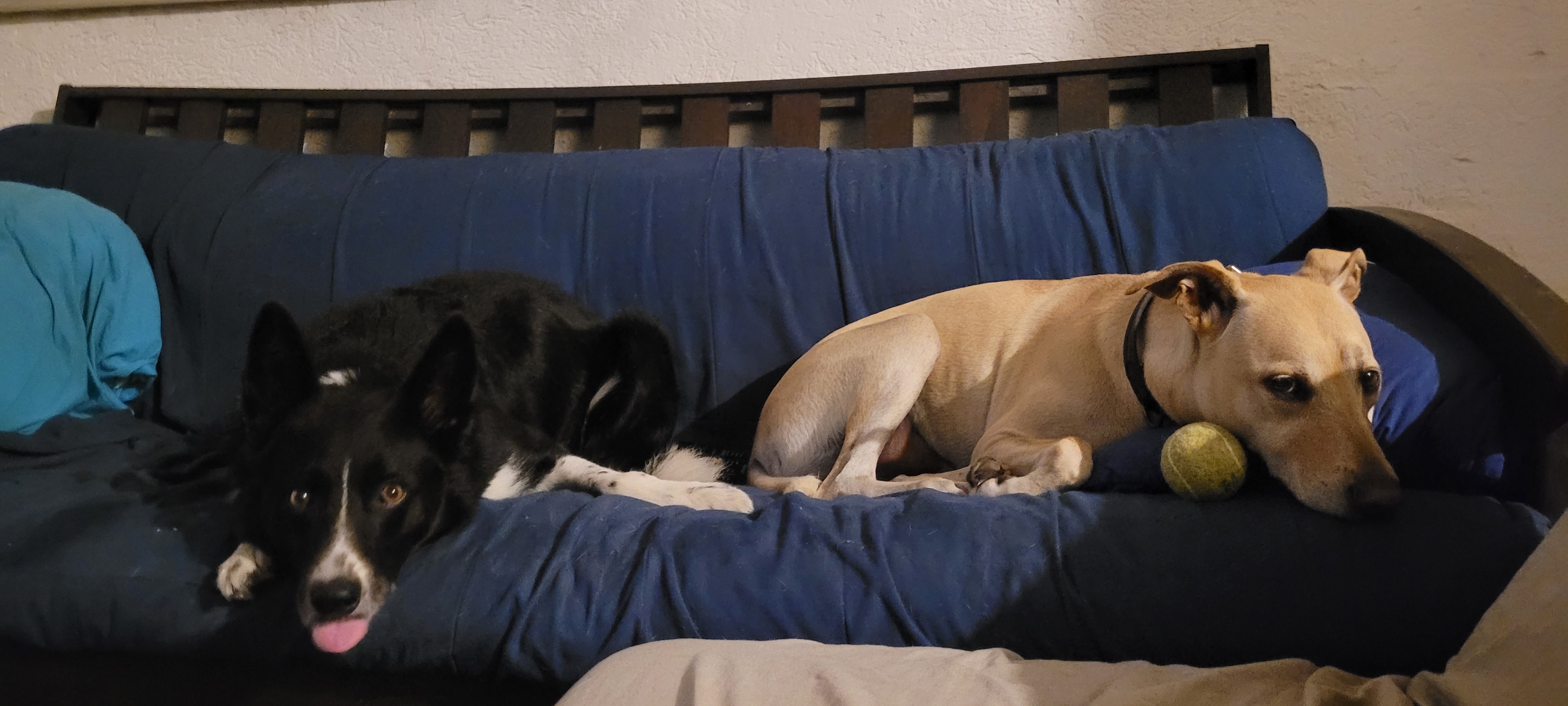 Bruno and Tatum relaxing